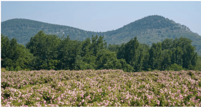 产业链生态以长期主义深耕个人护理赛道麻将胡了电子游戏半亩花田构建花植全(图2)